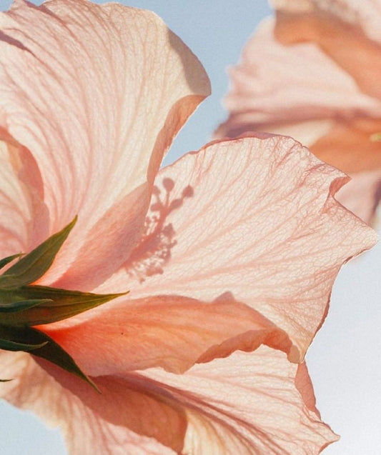 Wie du deine Träume zum Erblühen bringst